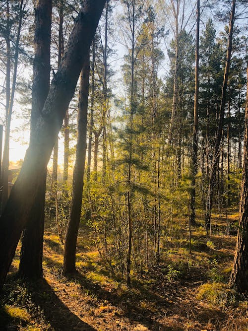 Free stock photo of forest view, sunset view