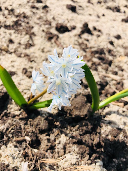 Free stock photo of spring, white flowers