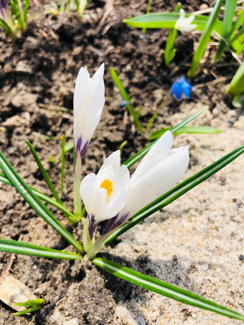 Free stock photo of spring, white flowers