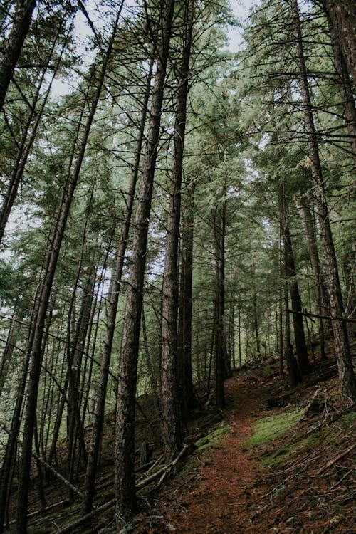 A Trees in the Forest