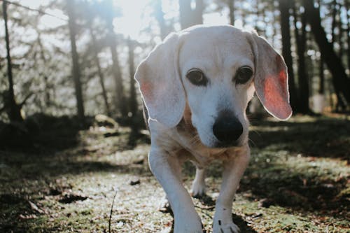 Gratis arkivbilde med bakbelysning, beagle, dyr Arkivbilde