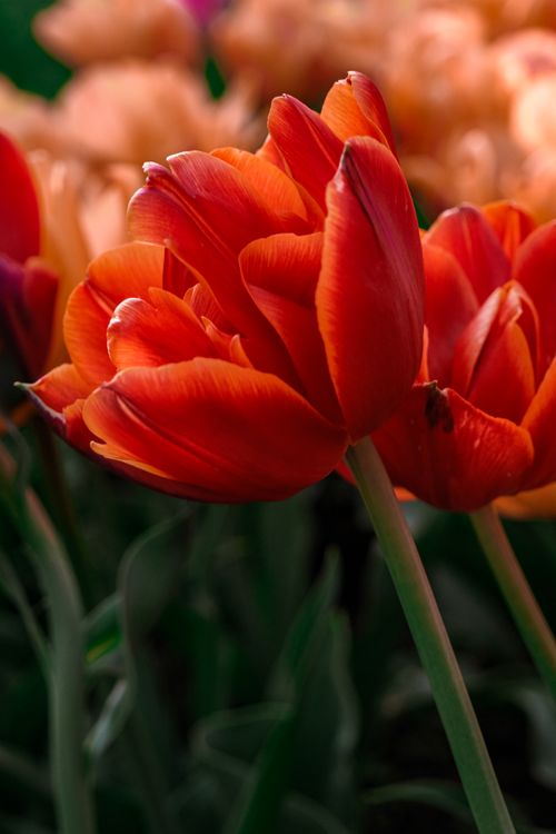 Free A close-up of a vibrant red tulip in bloom, showcasing its delicate petals and rich color. Stock Photo