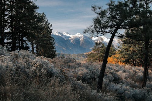 Δωρεάν στοκ φωτογραφιών με mountainview, βουνό, βρετανική κολούμπια