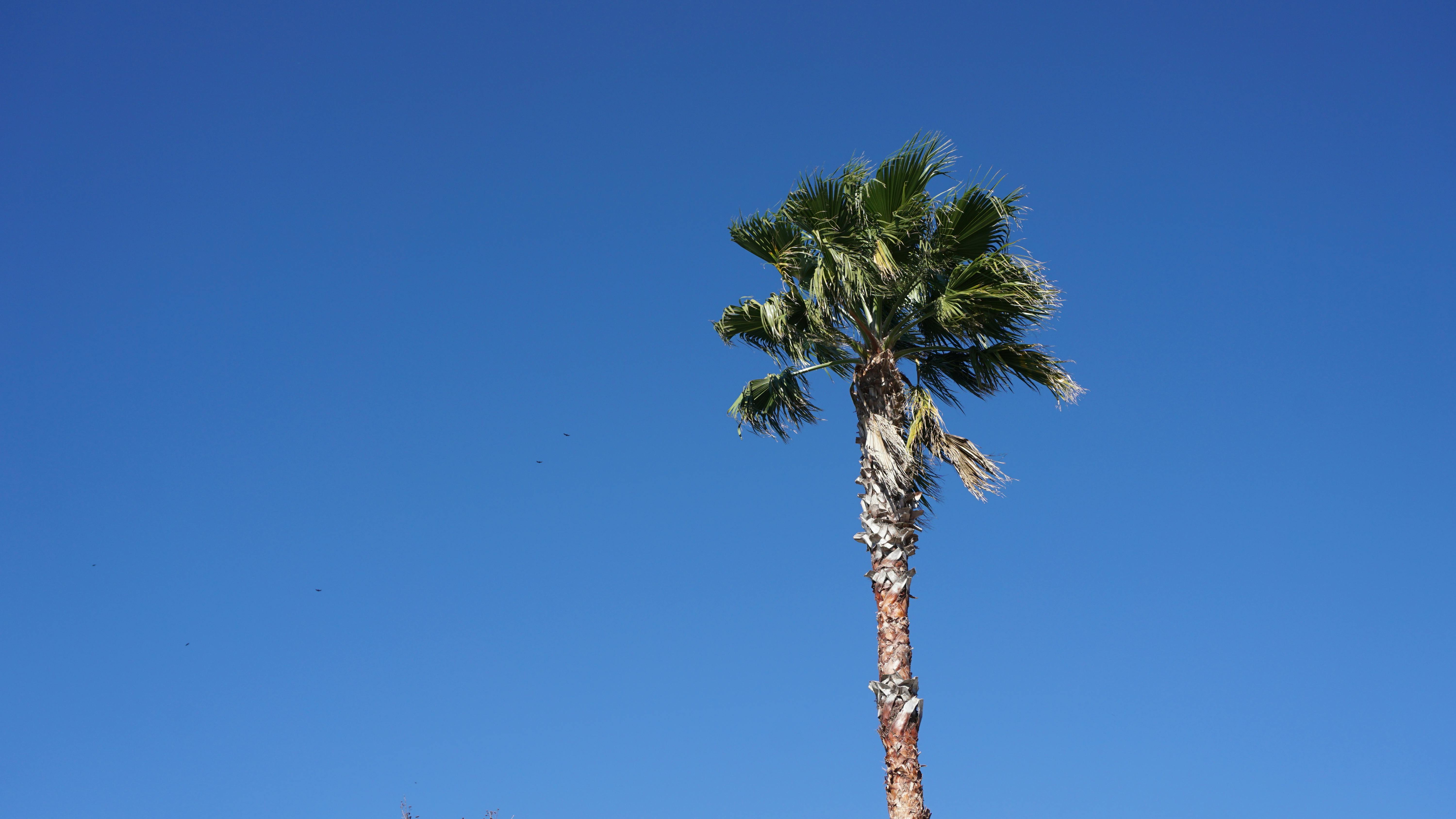 Free stock photo of florida, lone tree, palm