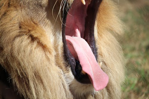 Free stock photo of lion, yawn
