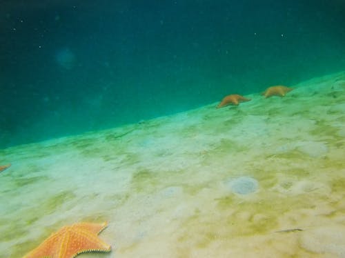 Fotos de stock gratuitas de agua, estrella, estrella de mar