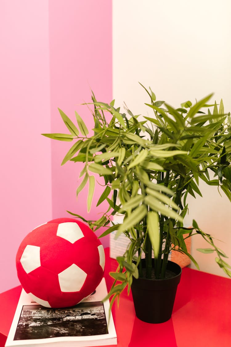 Pink Plush Soccer Ball Next To A Artificial Bamboo Tree In A Pot On A Pink Cabinet