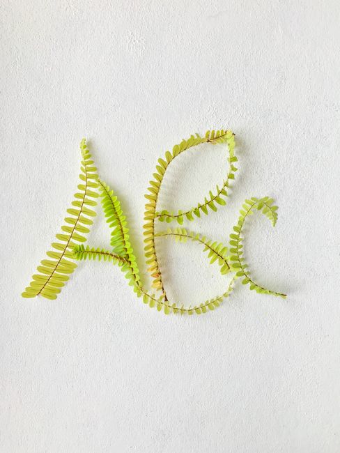 Top view of ABC letters arranged from fresh green fern leaves placed on clear white background in modern light studio