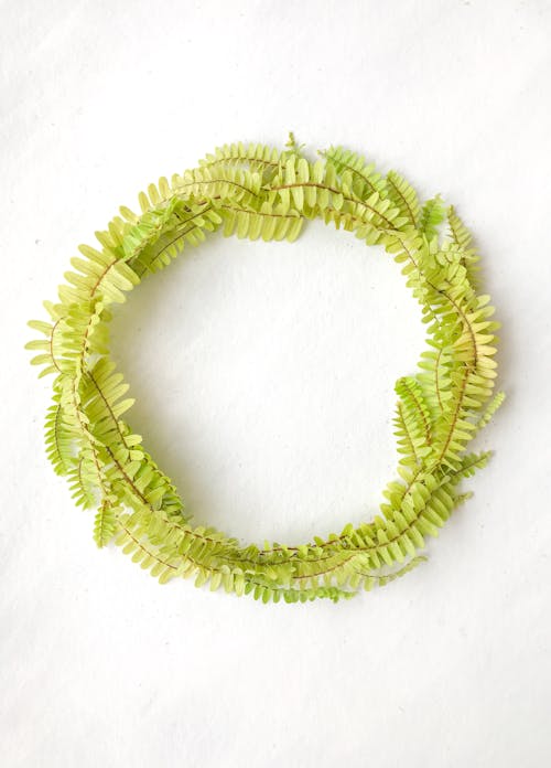 Free Top view of fresh green fern leaves arranged in shape of creative wreath on clear white background in light studio Stock Photo