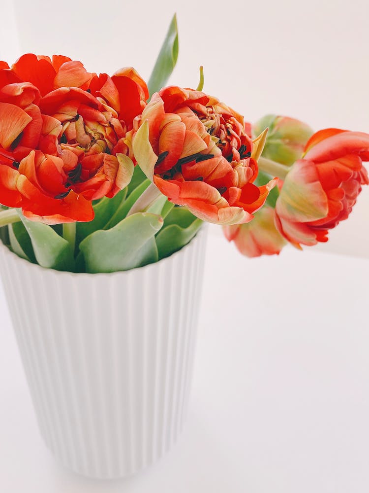 Bouquet Of Red Tulips In White Vase