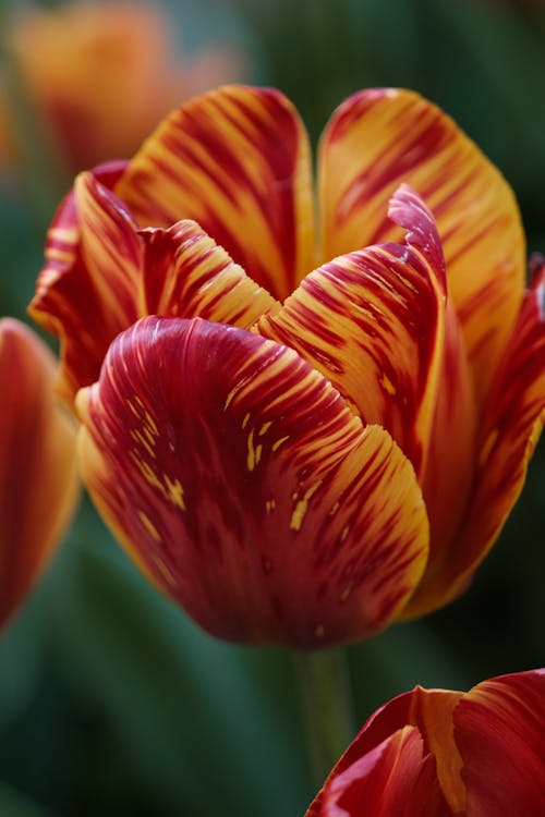 Red and Yellow Tulip Flower