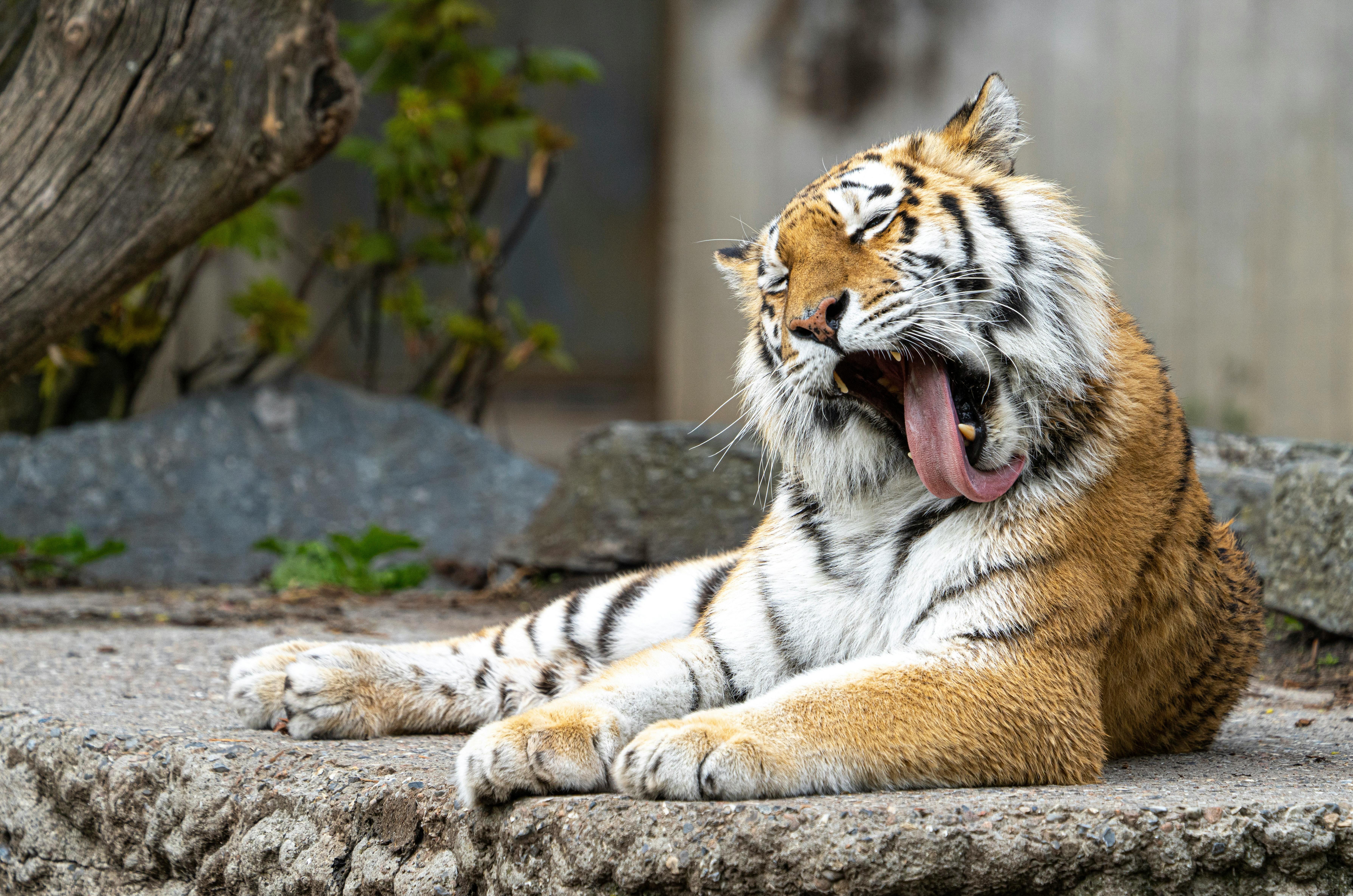 10 Siberian Tiger HD Wallpapers and Backgrounds