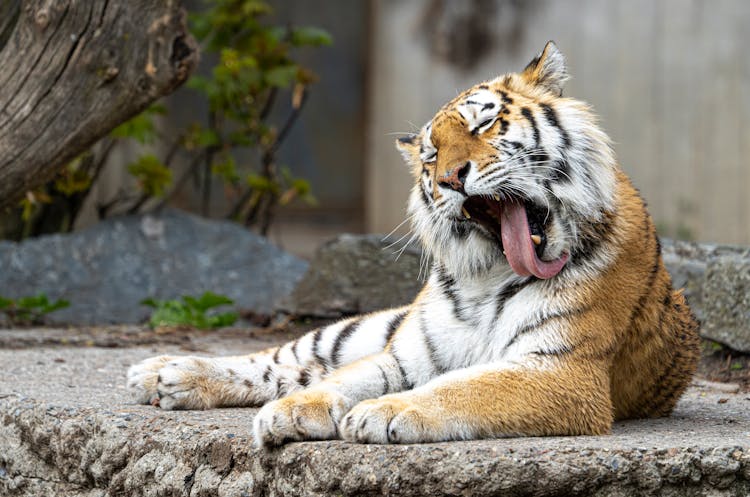 A Siberian Tiger Grooming Itself