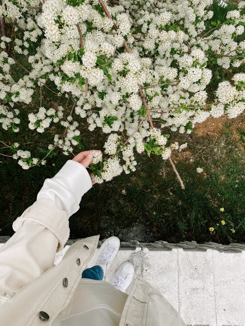 A Person Touching White Flowers