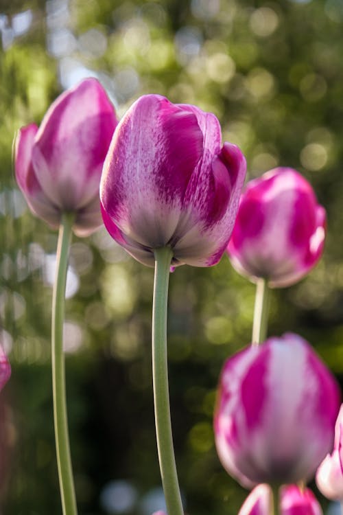 Immagine gratuita di avvicinamento, bellissimo, fioritura