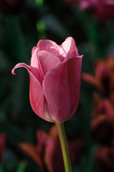 Close-up of a pink tulip with blurred background, highlighting its delicate petals.