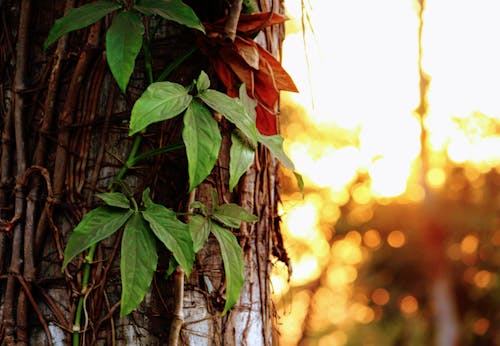 Green Leafed Plant Hanged on Brown Surface