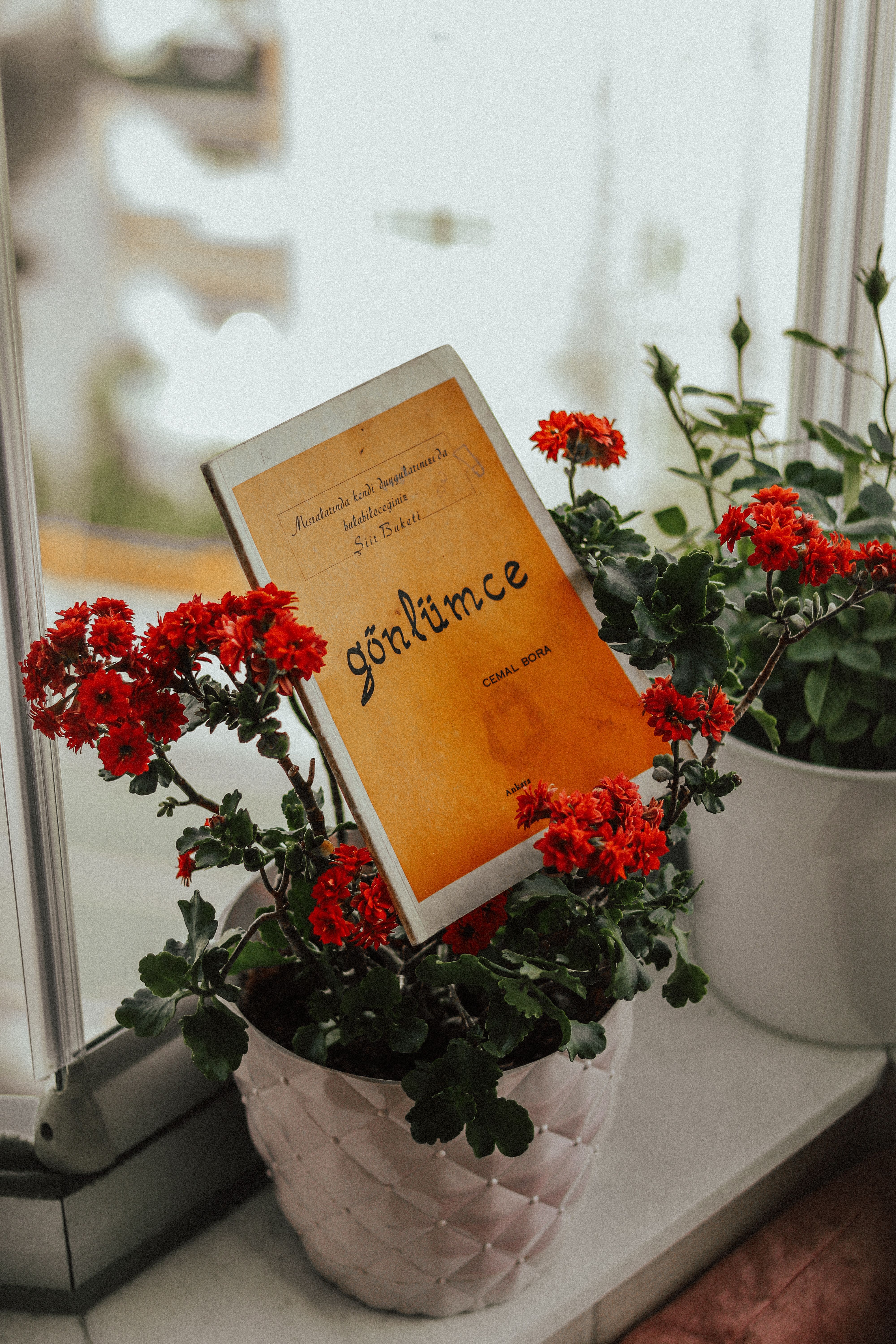 Cozy indoor windowsill with vibrant red geraniums in pots alongside a book for home decor inspiration.