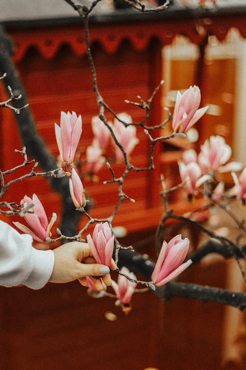 Close-up of Woman Touching Magnolia Flower on a Tree