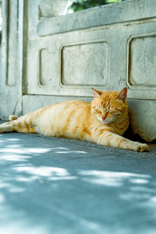 Ginger cat sleeping along stone wall