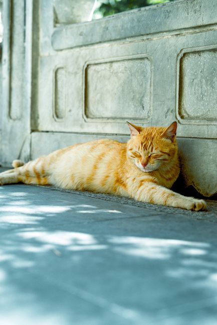 Adorable fluffy ginger tabby cat lying on asphalt sidewalk along stone wall and sleeping in sunlight