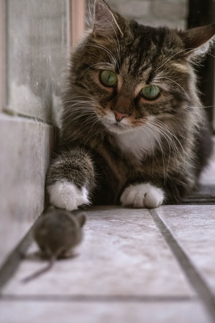 Fluffy Cat Playing With Mouse