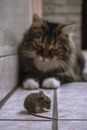 Shallow Focus Photo of a Rat Stared Down by a Cat