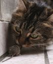 Close-Up Photo of a Rat Hunted by a Cat