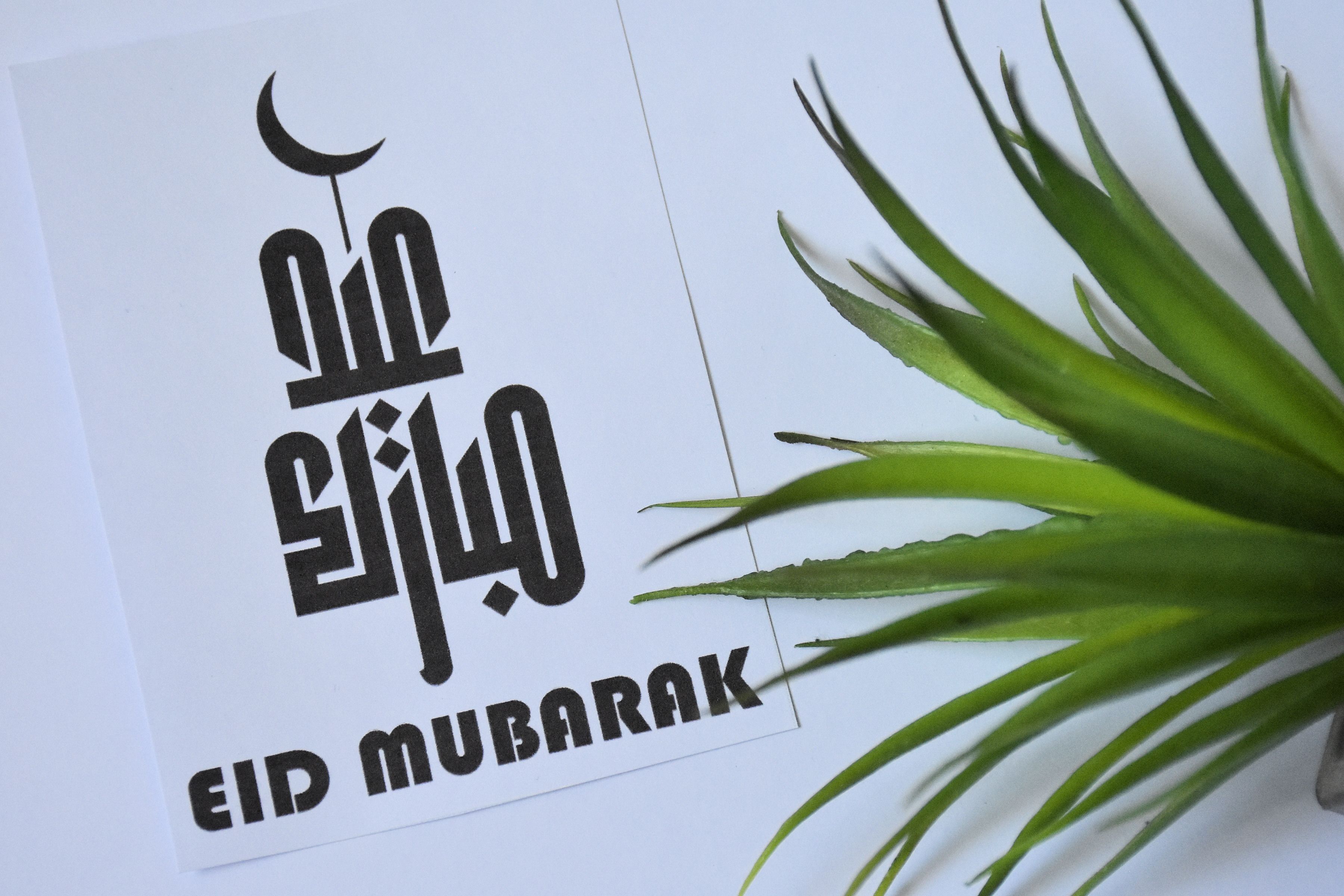Stylish Eid Mubarak card design with modern Arabic typography and green plant accent.