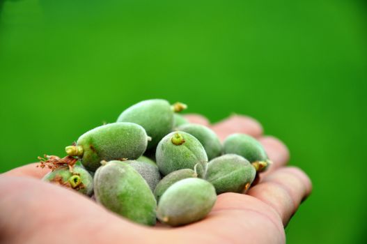 Close-up of fresh green almonds cradled in a human hand against a blurred green background.