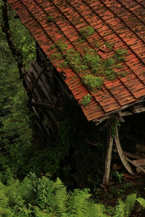 Abandoned wooden construction among plants