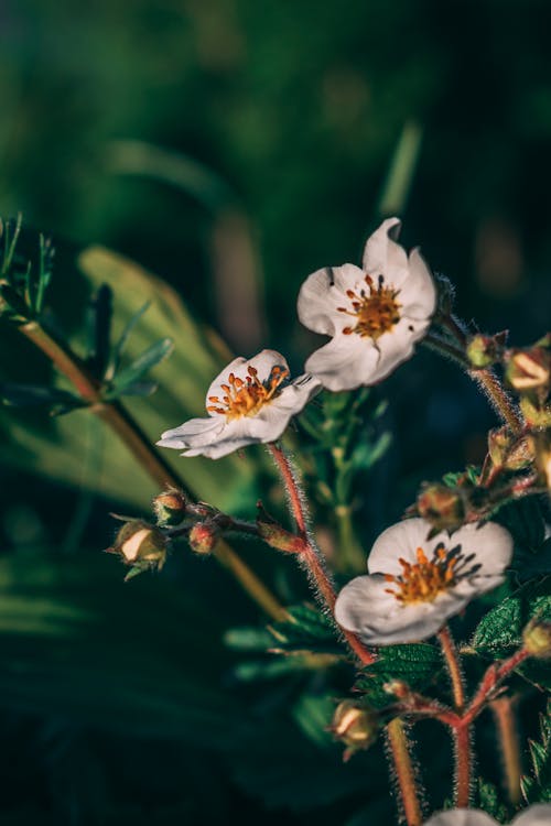 Free stock photo of background, flowers, nature