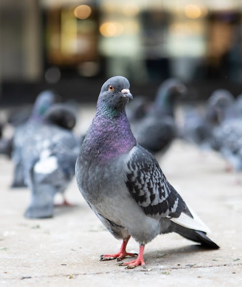 Pigeon on Gray Concrete Floor