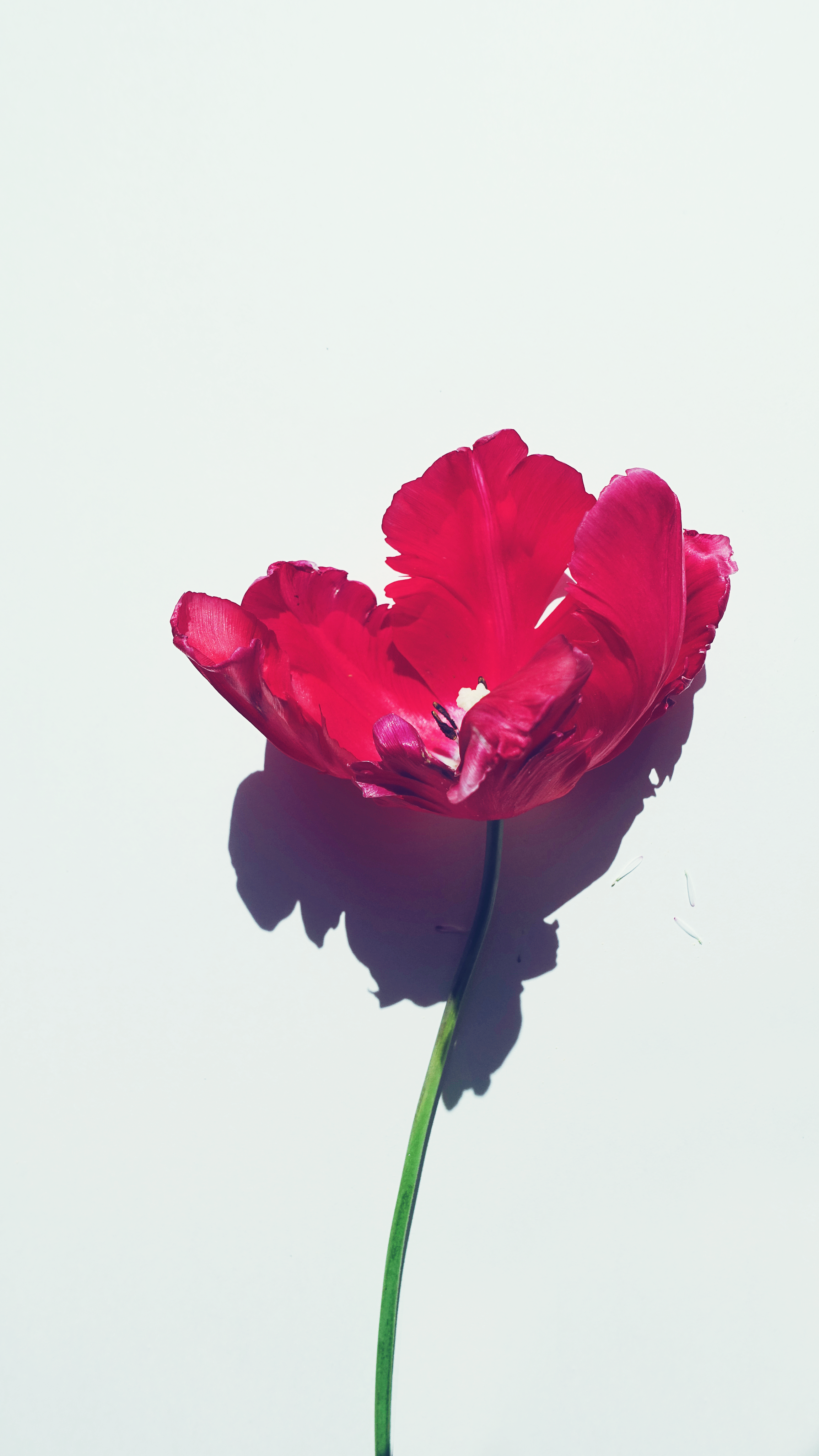 Close Up Photo Of A Red Flower In Bloom Free Stock Photo