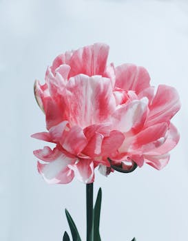 A stunning close-up of a pink and white tulip flower in full bloom.