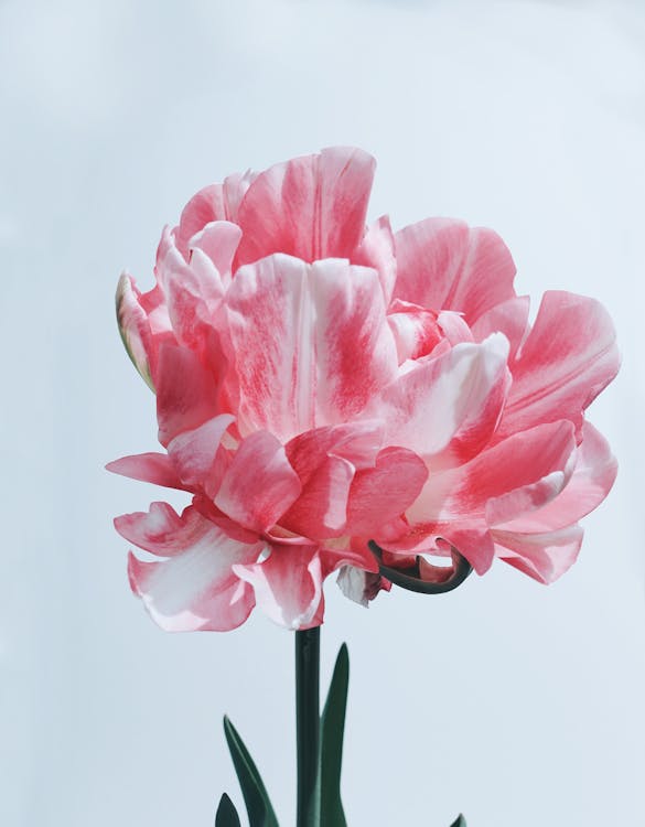 Pink Flower in Close Up Photography