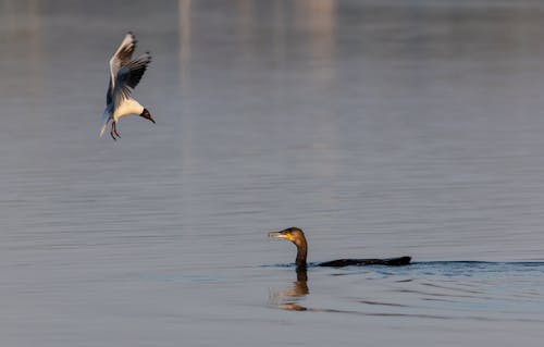 Бесплатное стоковое фото с баклан, водоплавающая птица, крупный план