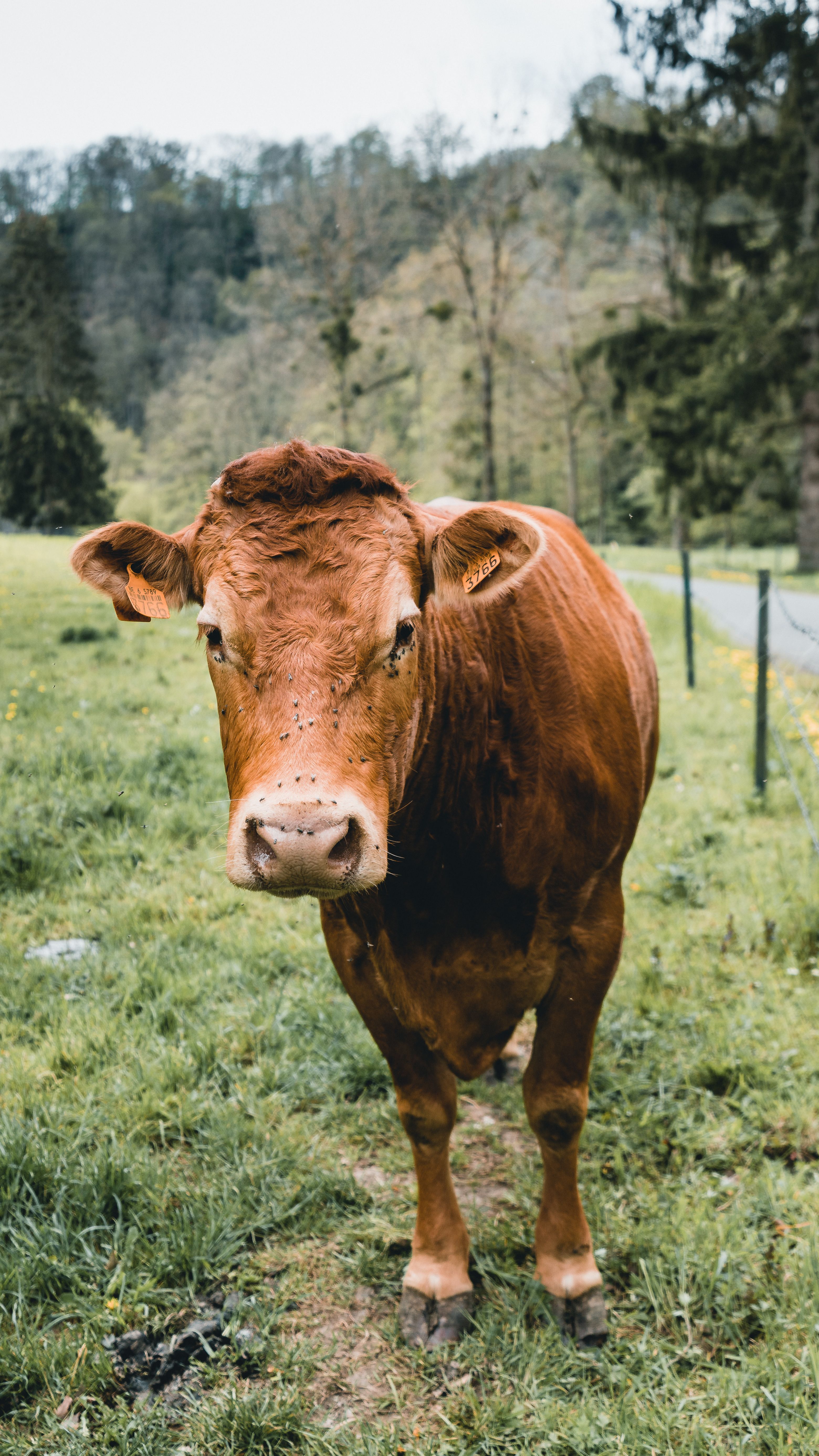 A Close-Up Shot of a Brown Cow · Free Stock Photo