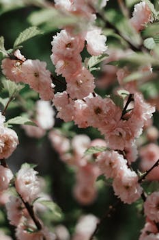 A vertical shot of delicate pink cherry blossoms with soft focus, perfect for floral lovers.