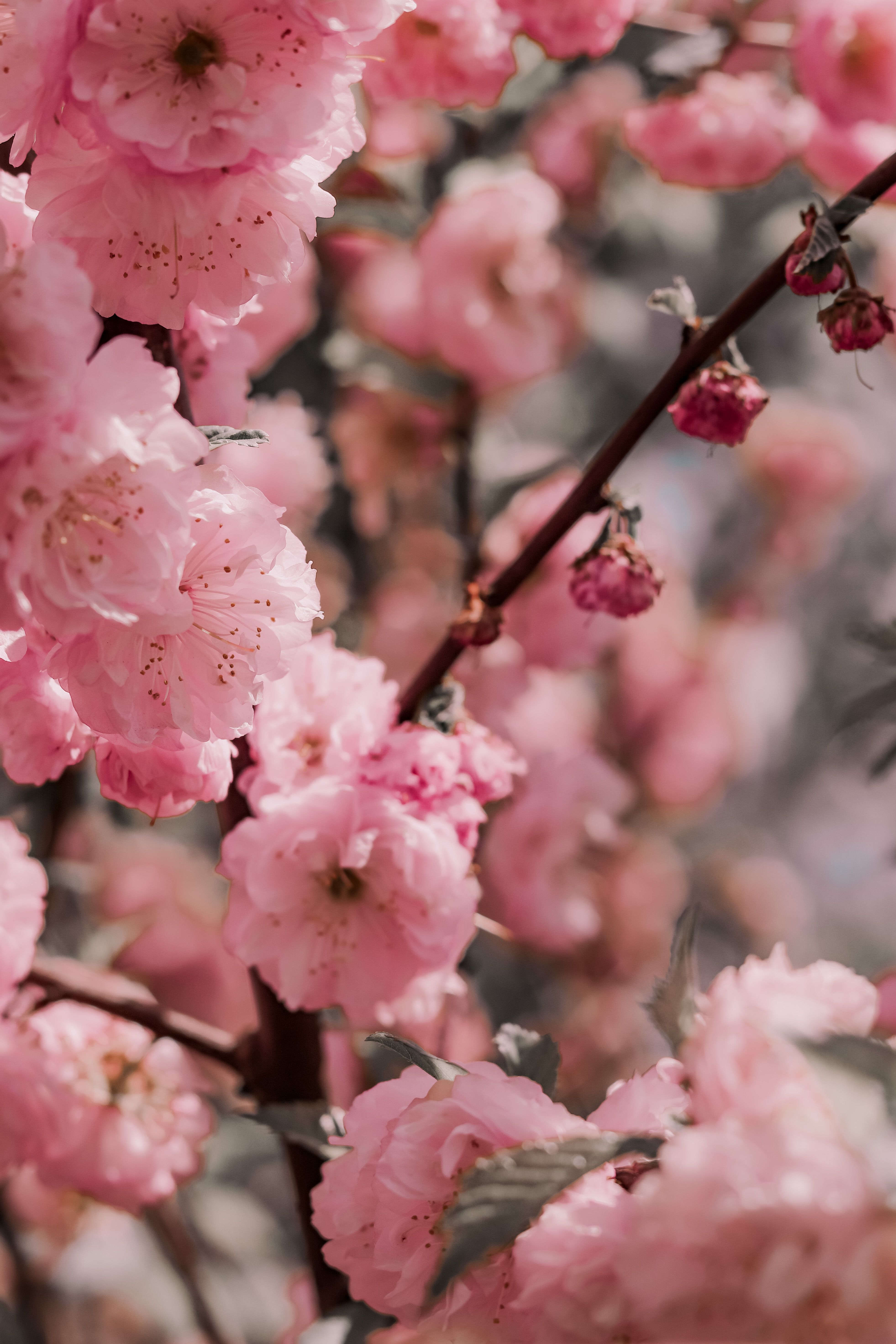 A pink cherry blossom tree with green leaves · Free Stock Photo