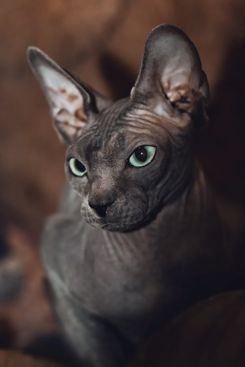 A Portrait of a Sphynx Cat