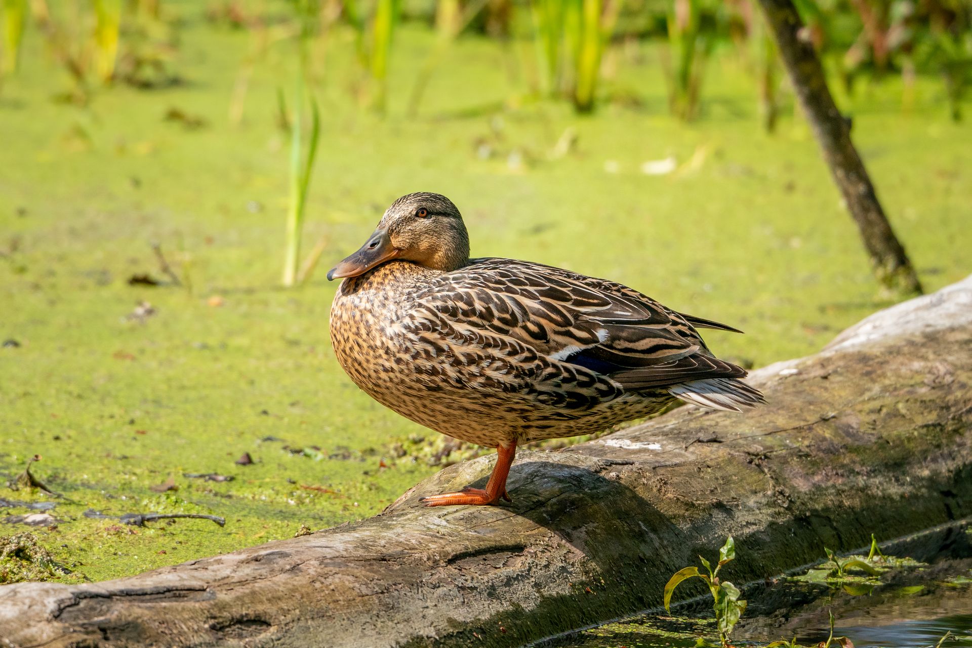 Mallard duck resting on a log in vibrant Indiana wetlands. Captured in natural sunlight.