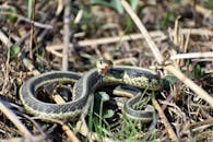 Garter Snake on Brown Grass