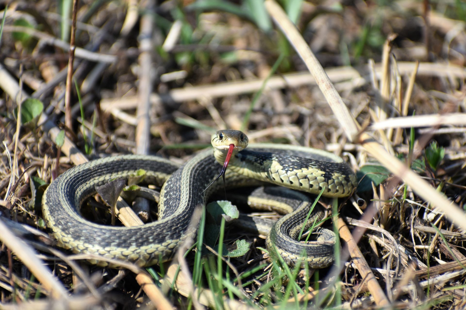 Garter Snake on Brown Grass