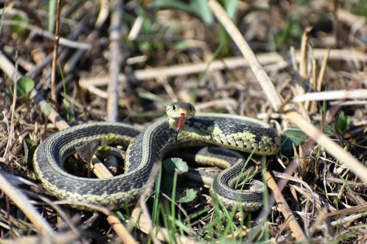 Garter Snake On Brown Grass