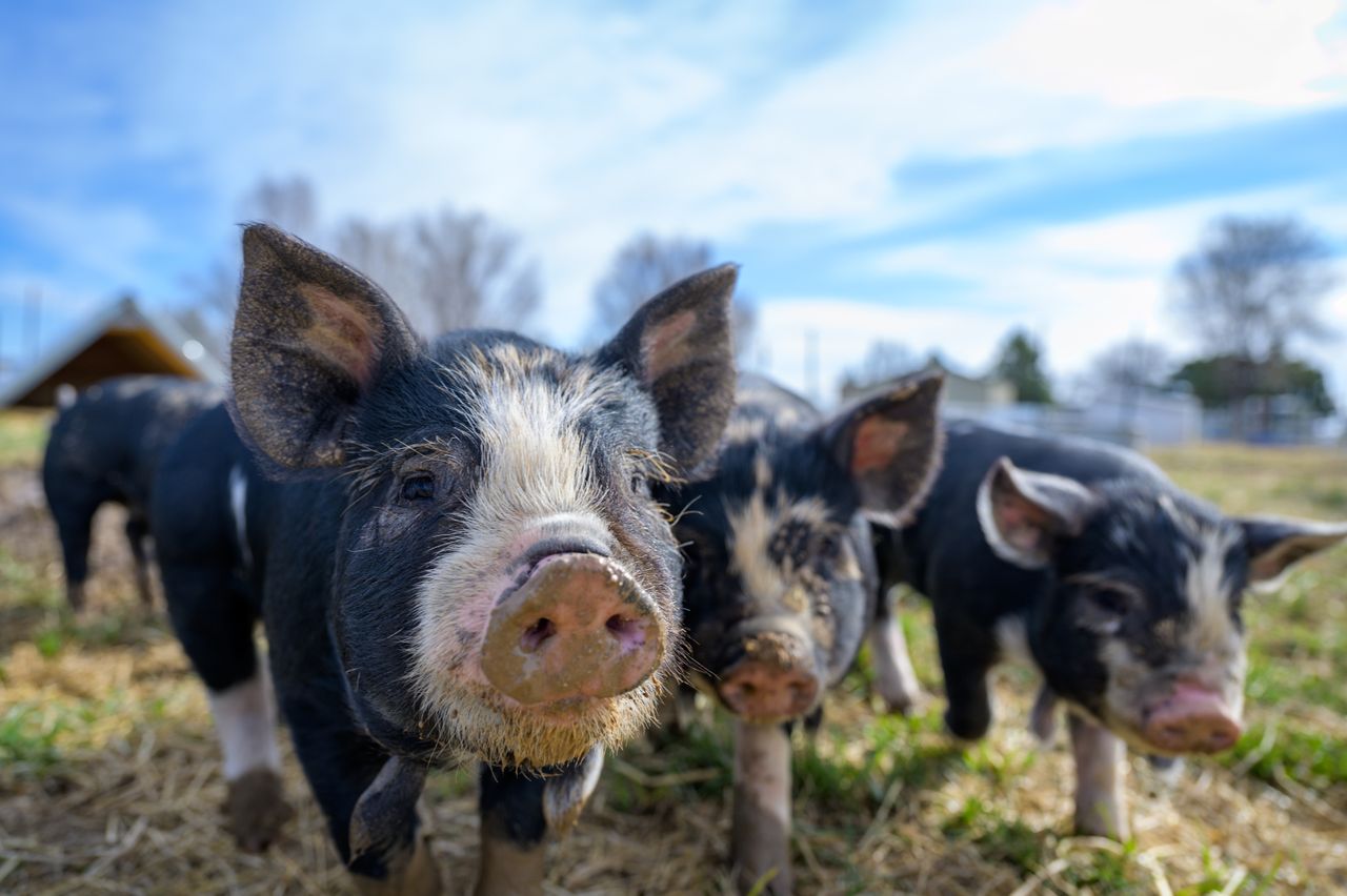 small domestic mini pigs with dirty muzzles grazing in green field in