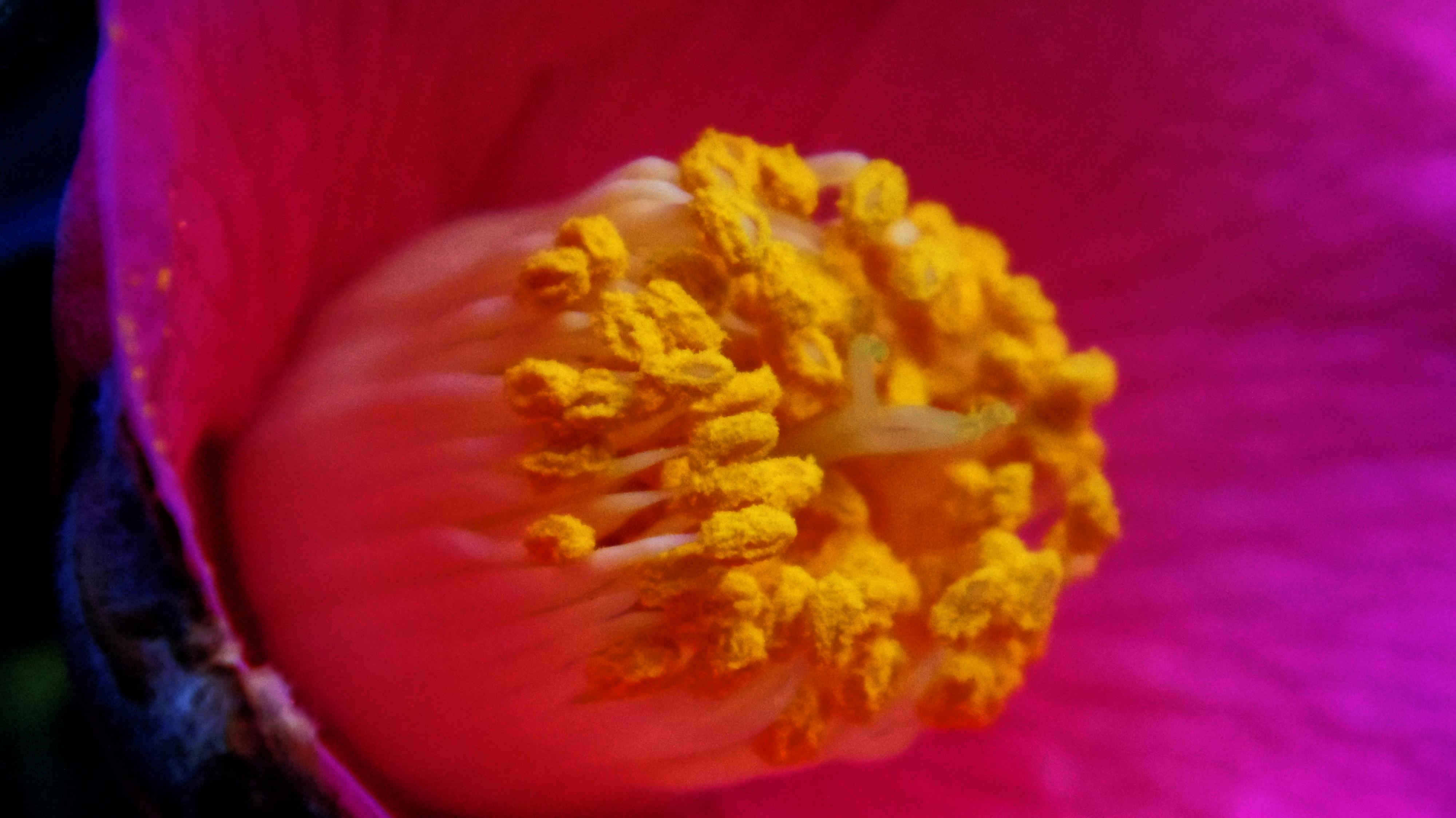 Free stock photo of camellia, flower