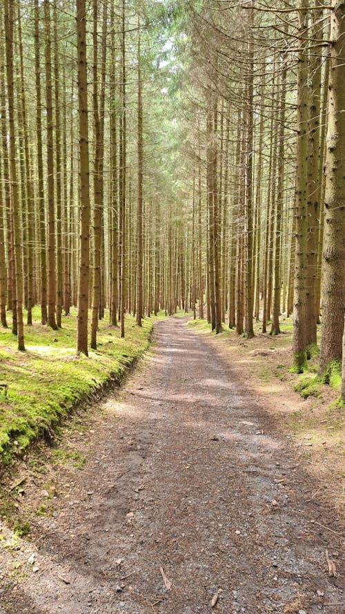 Free Landscape Photography of a Path in the Woods Stock Photo