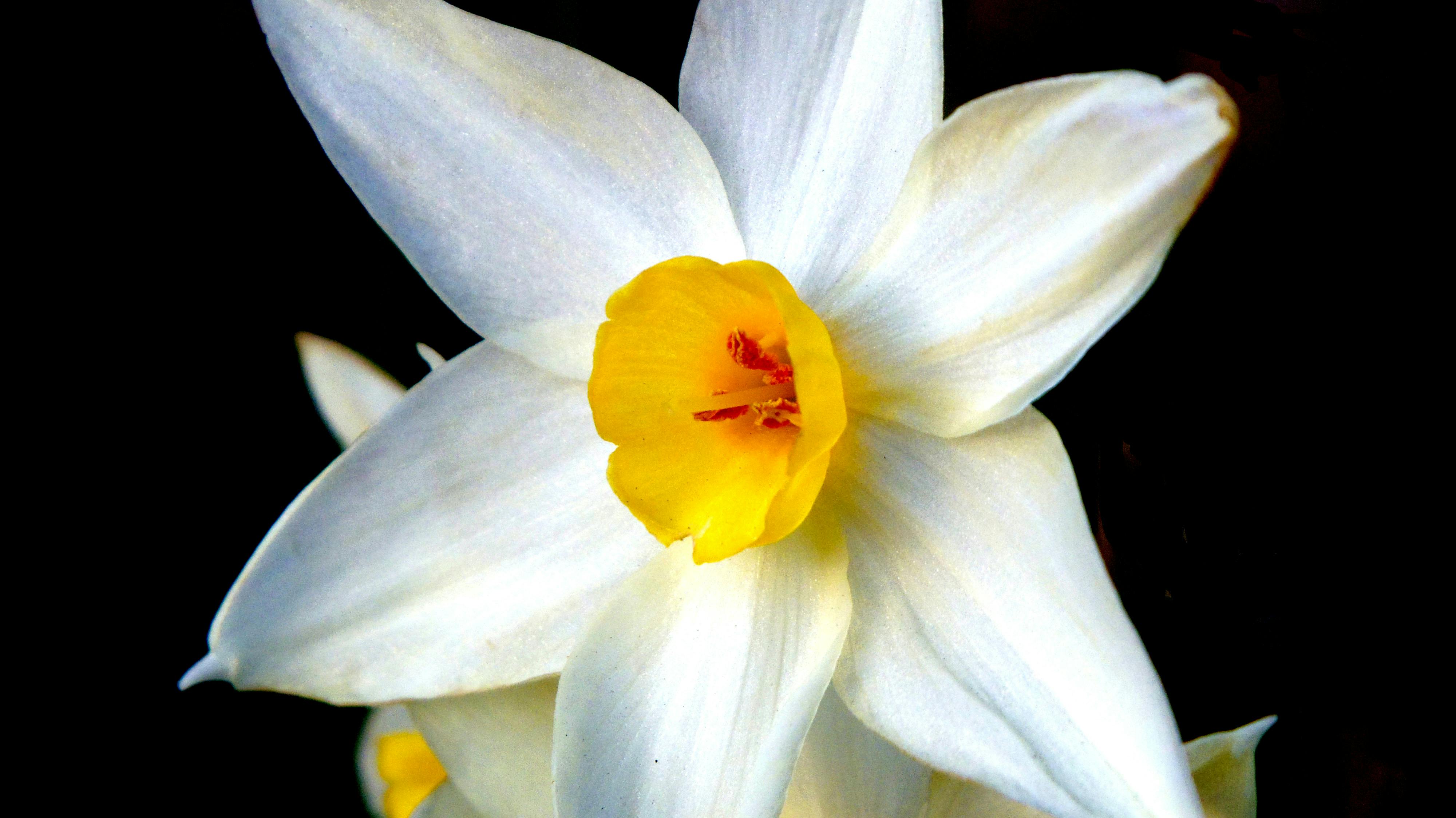 Free stock photo of flowers, narcissus