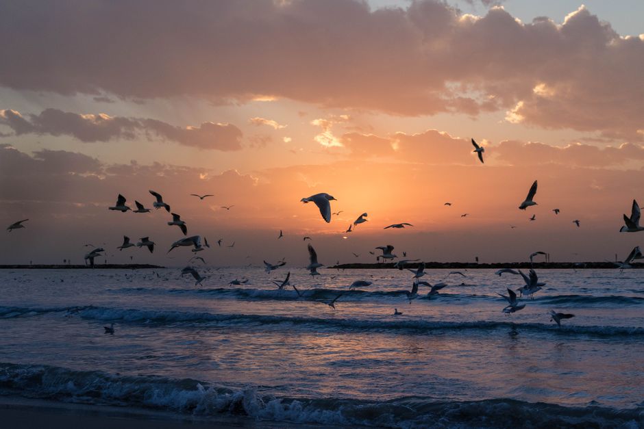 Airplane descending over the Tel Aviv coastline in Israel